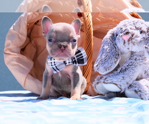 French Bulldog Puppy for sale in CAPE CORAL, FL, USA