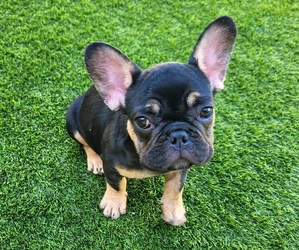 French Bulldog Puppy for sale in LAS VEGAS, NV, USA
