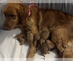 Small #5 Golden Retriever