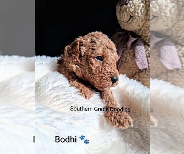 Medium Photo #48 Goldendoodle (Miniature) Puppy For Sale in GASTONIA, NC, USA