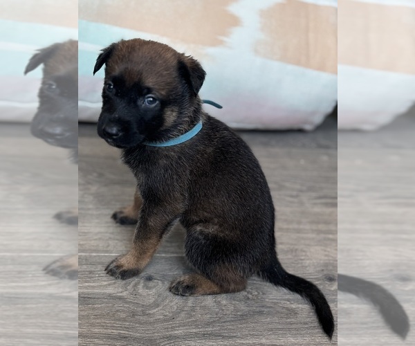 Medium Photo #7 Malinois Puppy For Sale in BUCKEYE, AZ, USA