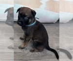 Puppy Puppy 6 Malinois