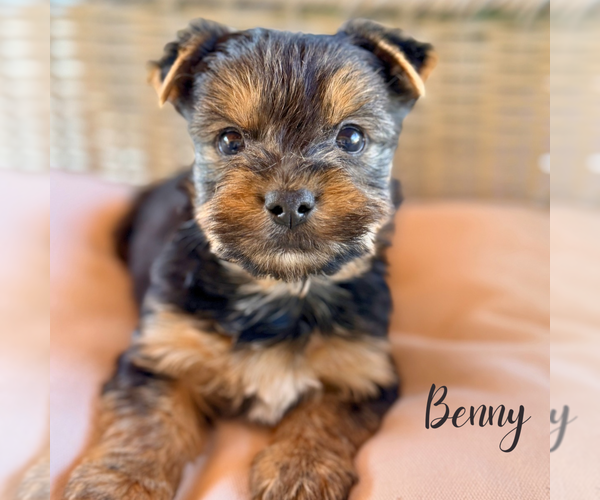Medium Photo #5 Yorkshire Terrier Puppy For Sale in ADDISON, IL, USA