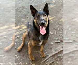 Mutt Dogs for adoption in Riverside, CA, USA