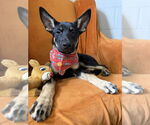 Small #2 German Shepherd Dog Mix