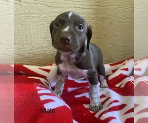 German Shorthaired Pointer Puppy for sale in MAGNOLIA, MN, USA