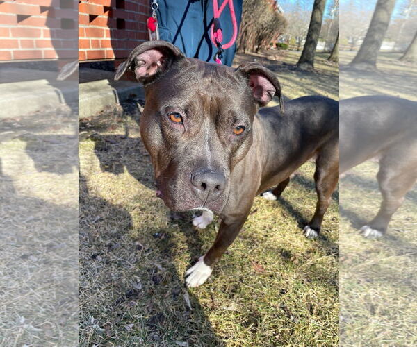 Medium Photo #2 American Pit Bull Terrier Puppy For Sale in Techny, IL, USA