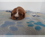 Small Photo #8 Cavalier King Charles Spaniel Puppy For Sale in CARLISLE, KY, USA