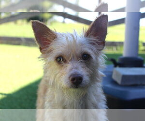 Mutt Dogs for adoption in Chestertown, MD, USA