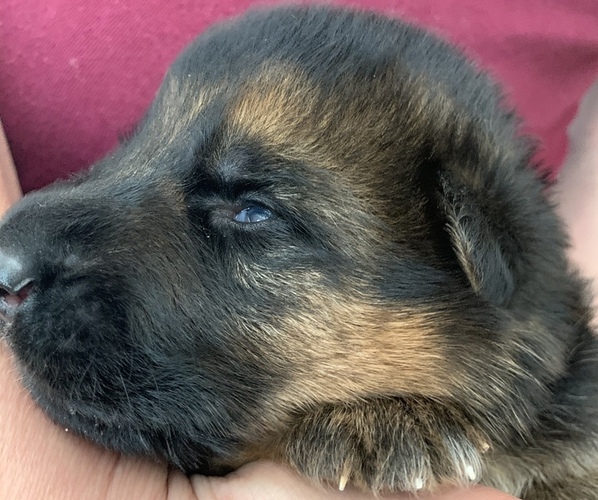 Medium Photo #11 German Shepherd Dog Puppy For Sale in CULPEPER, VA, USA