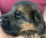 Small Photo #11 German Shepherd Dog Puppy For Sale in CULPEPER, VA, USA