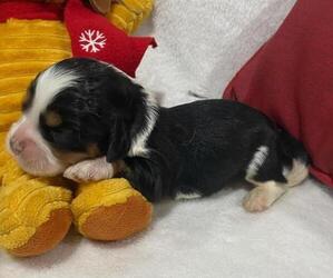 Cavapoo Puppy for sale in HICKORY, NC, USA