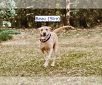 Small Photo #27 Labrador Retriever Puppy For Sale in MOBILE, AL, USA