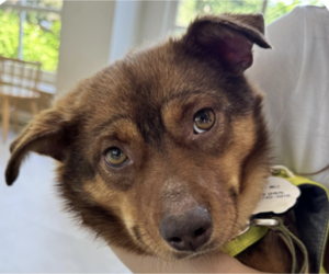 Mutt Dogs for adoption in San Ramon, CA, USA