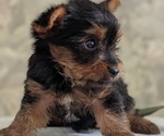 Small #2 Yorkshire Terrier