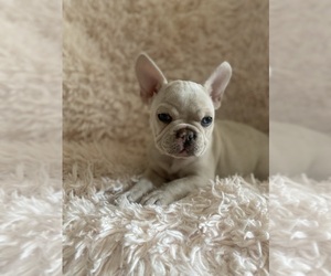 French Bulldog Litter for sale in MORENO VALLEY, CA, USA