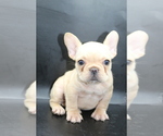 Puppy Fancy French Bulldog