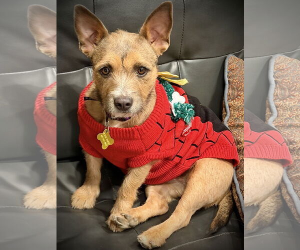 Medium Photo #8 Mutt Puppy For Sale in Sandy, UT, USA