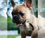 Small Photo #2 French Bulldog Puppy For Sale in JACKSON, GA, USA