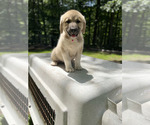 Puppy 5 Anatolian Shepherd-Great Pyrenees Mix