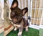 Small Photo #7 French Bulldog Puppy For Sale in LAS VEGAS, NV, USA