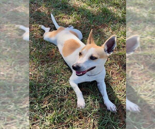 Medium Photo #1 Mutt Puppy For Sale in Conroe, TX, USA