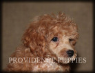 Small Photo #26 Poodle (Miniature) Puppy For Sale in COPPOCK, IA, USA