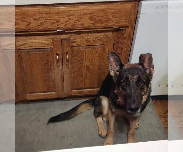 Medium Photo #6 German Shepherd Dog Puppy For Sale in Gretna, NE, USA