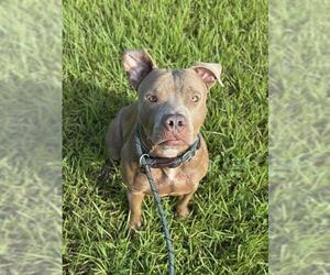 American Staffordshire Terrier Dogs for adoption in Fort Lauderdale, FL, USA