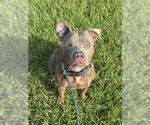 Small American Staffordshire Terrier