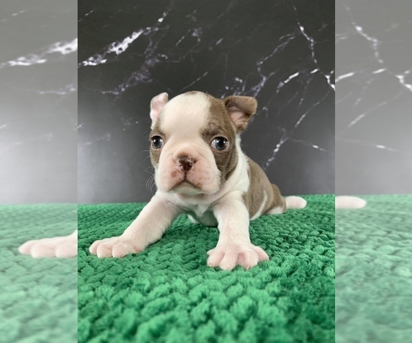 Medium Photo #4 Boston Terrier Puppy For Sale in TULARE, CA, USA