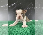 Small #2 Boston Terrier