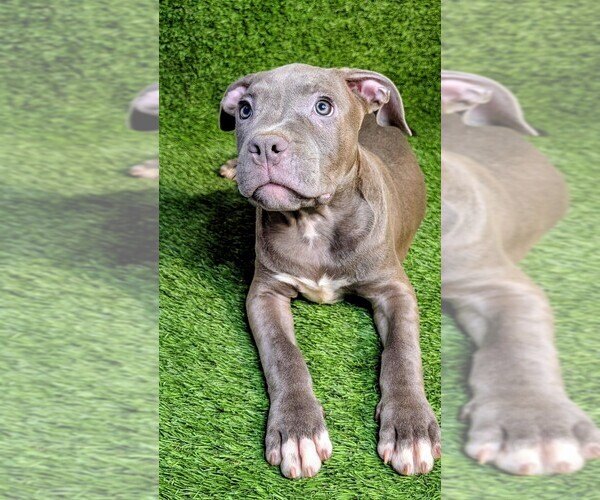 Medium Photo #1 American Bully Puppy For Sale in GROVETOWN, GA, USA