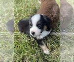 Small #6 Miniature Australian Shepherd