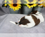 Small Photo #7 Dachshund Puppy For Sale in BRADFORD, TN, USA