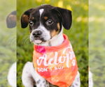 Small Photo #7 Mutt Puppy For Sale in Princeton, MN, USA
