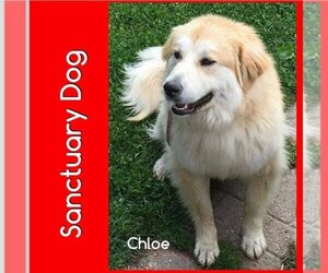 Great Pyrenees-Unknown Mix Dogs for adoption in Cuba, NY, USA