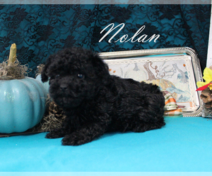 Poodle (Toy) Puppy for sale in CHANUTE, KS, USA
