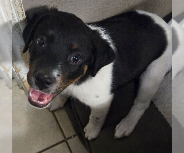 Medium Photo #1 Labrador Retriever-Unknown Mix Puppy For Sale in San Antonio, TX, USA
