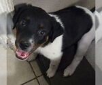 Small Labrador Retriever Mix