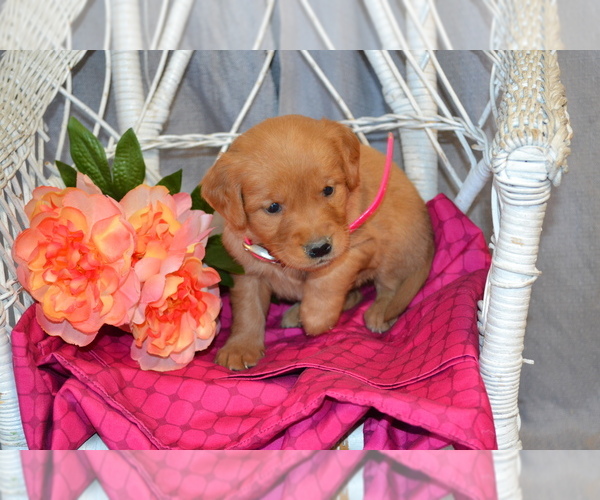Medium Photo #1 Golden Retriever Puppy For Sale in OWEN, WI, USA