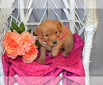 Puppy 7 Golden Retriever