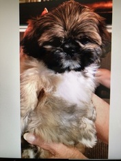 Shih Tzu Puppy for sale in UPLAND, CA, USA