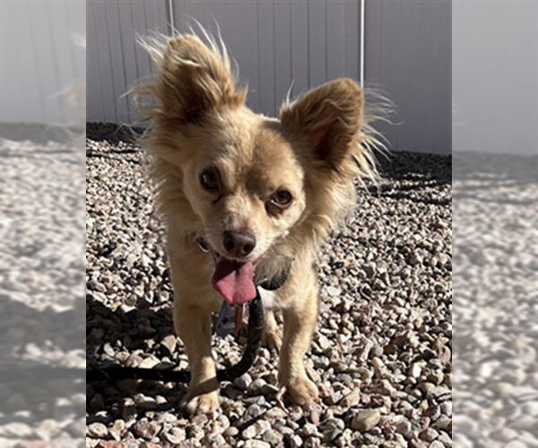 Medium Photo #1 Chihuahua Puppy For Sale in Fort Collins, CO, USA