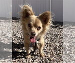 Small Chihuahua