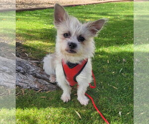 Yoda - Male Shih Tzu-Unknown Mix Dog for Adoption - Photo #9
