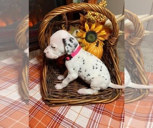 Dalmatian Puppy for Sale in TRIADELPHIA, West Virginia USA