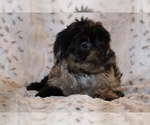 Small #4 Yorkiepoo mix (+ Poodle Toy)