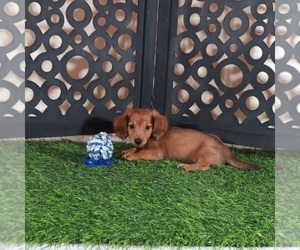 Dachshund Puppy for Sale in MOUNT VERNON, Ohio USA
