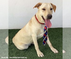 Gerald - Male Labrador Retriever-Unknown Mix Dog for Adoption - Photo #3
